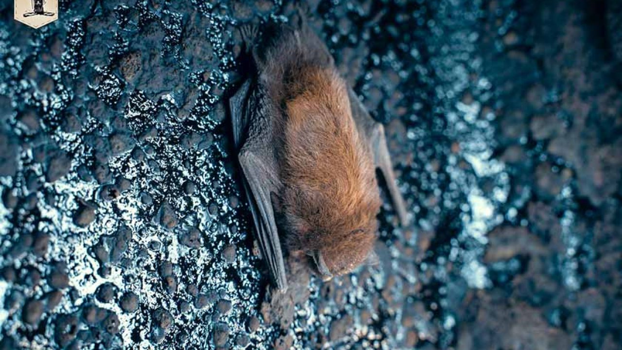 How to Effectively Deal With Bats in Your Chimney